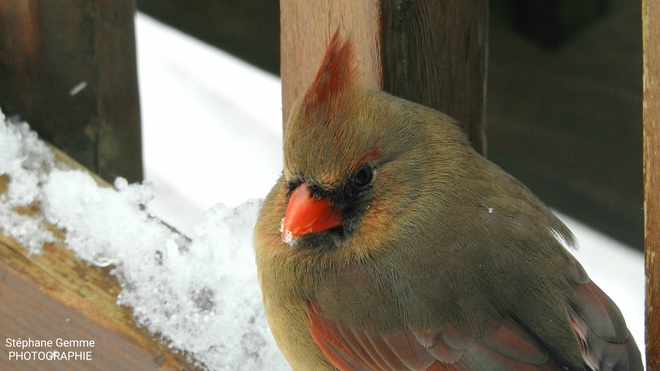 Cardinal femelle Farnham, QC