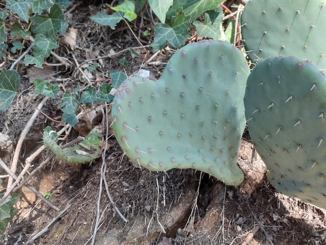 mon coeur de cactus Tanneron, PAC