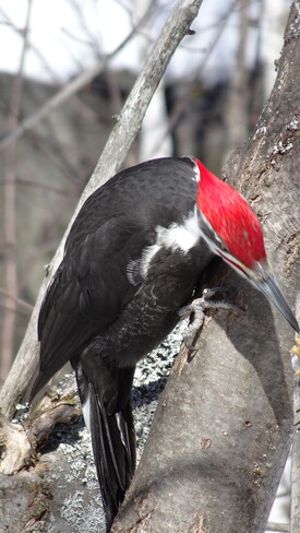 Beautiful Colored Woodpecker Sudbury