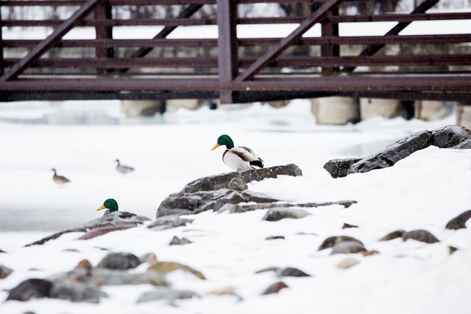 Ducks on the River Kingston, Ontario, CA