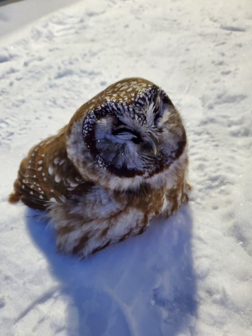 Boreal Owl Yellowknife, NT