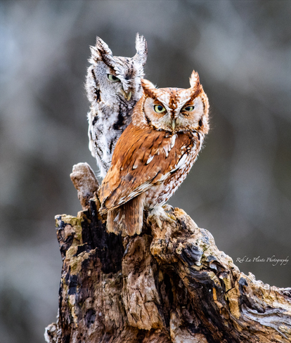 Eastern Screech Owl’s Vittoria, Ontario, CA