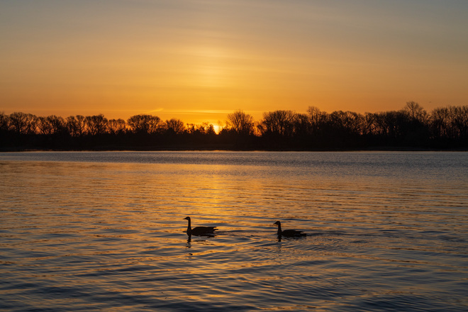 Geese at sunrise Belleville, ON