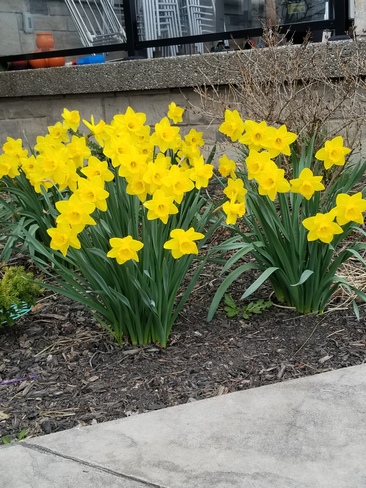 daffodils Niagara-on-the-Lake, ON