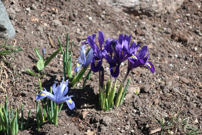Iris in bloom Kanata, Ottawa, ON