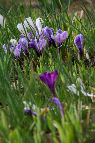 Spring Blooms. Toronto, ON