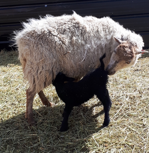 Lambing Time! Cardston, AB