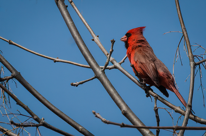 A Cardinal enjoys the view in the Little RiverCorridor. Windsor, Ontario