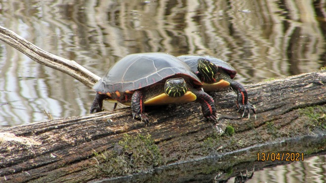 Turtles Kanata, ON