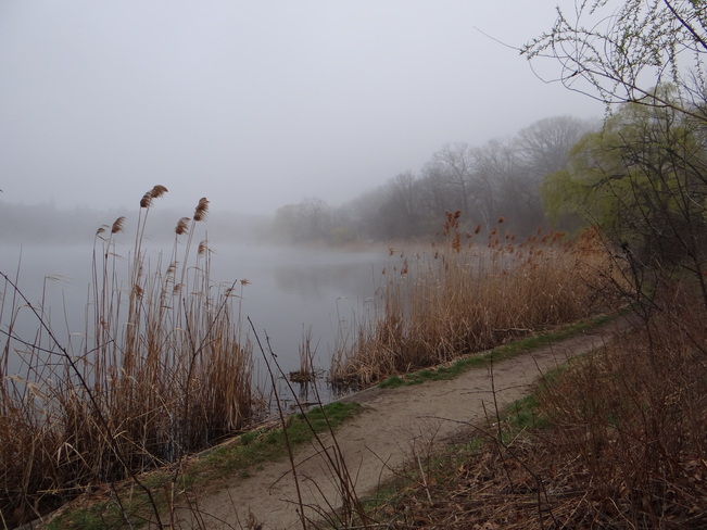 The Fog @ Grenadier Pond - High Park Grenadier Pond, Toronto, ON