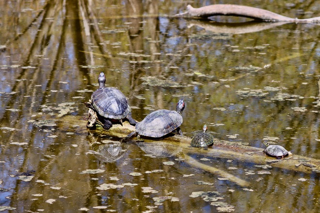 Painted turtles Toronto, ON