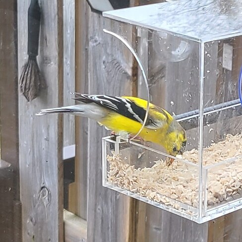 A visiting goldfinch. Newmarket, ON
