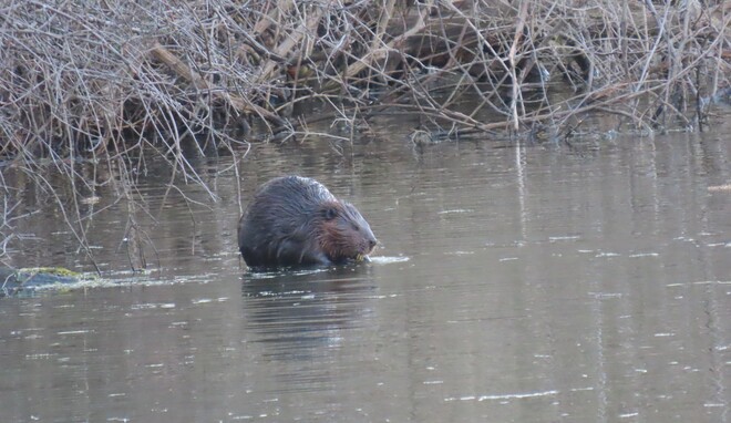 Beavers Part 2 London, ON