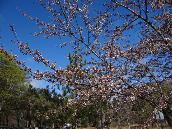 Sakura Cherry Blossoms @ High Park- Toronto High Park, Bloor Street West, Toronto, ON