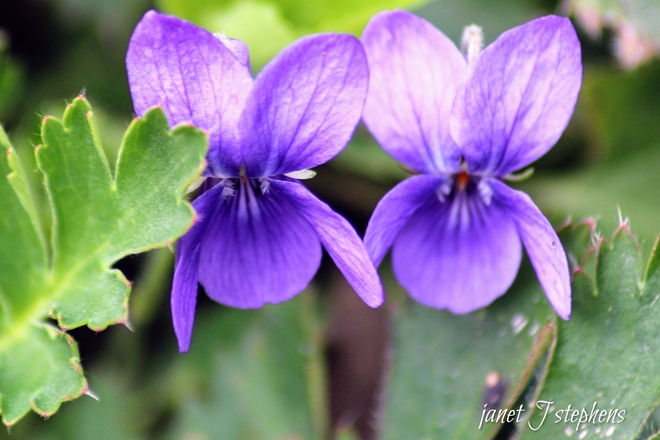 Spring violets Ottawa, Ontario, CA