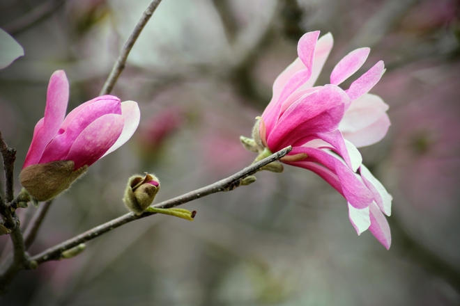 Magnolia’s are in bloom Ottawa, Ontario, CA