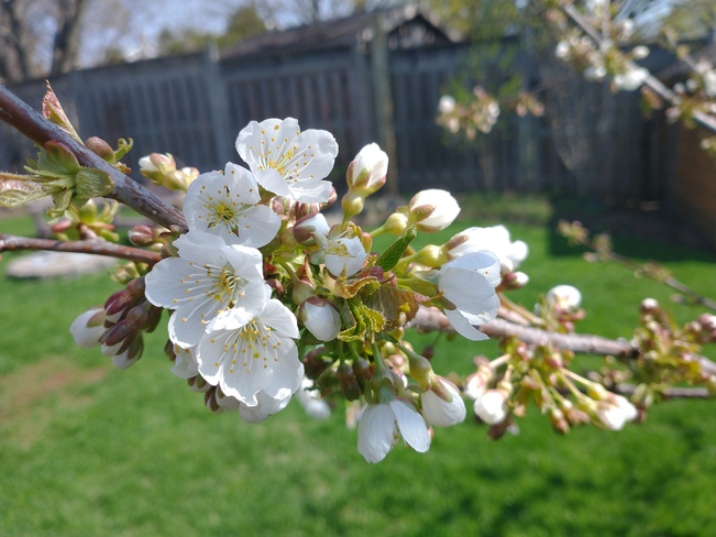 Cherry Blossoms Kitchener, ON