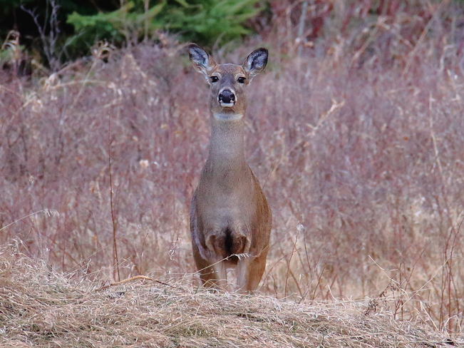 White-tailed deer in Whitemud Creek Ravine Edmonton, AB