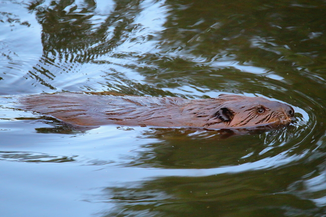 The beaver in the local pond Edmonton, AB