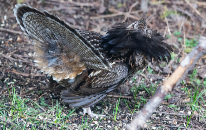 Ruffed Grouse in the Yard 447085 10th Concession, Flesherton, ON