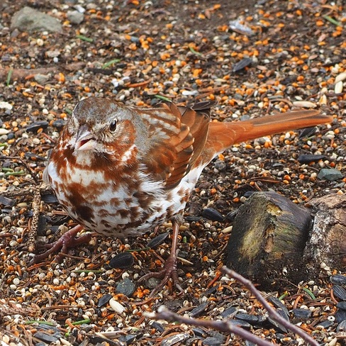 Fox Sparrow Chance Cove, NL
