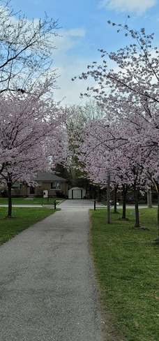 Cherry Blossoms Richmond Hill, ON