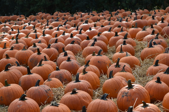 Field of Pumpkins.