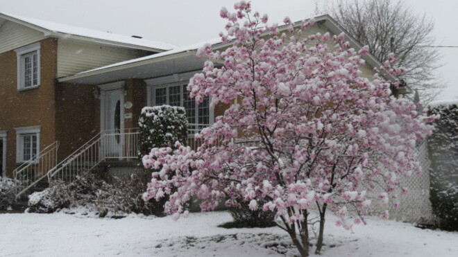 Magnolia en fleurs Roxboro, Pierrefonds-Roxboro, Montréal, QC