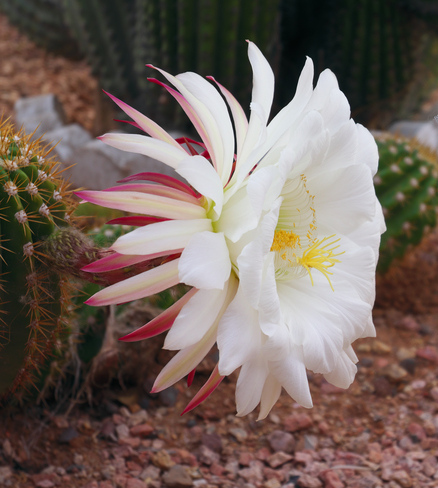 Argentine Giant Cactus bloom Mesa, AZ, USA