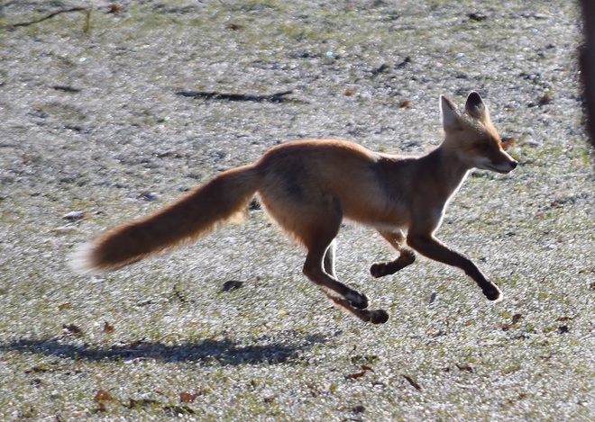 Fox on The Run Kakabeka Falls Provincial Park, ON