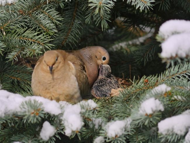 Mourning Dove Chick Feeding Toronto, ON