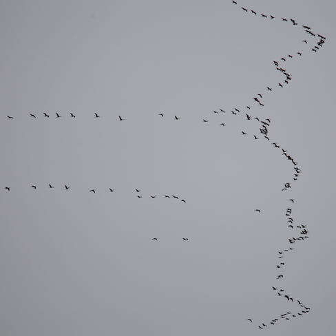 Sandhill cranes in migration Edmonton, AB