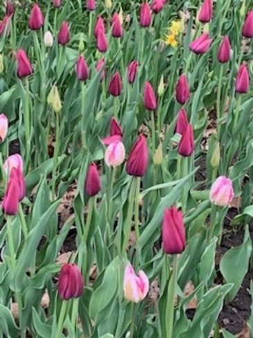 A Tip Toe through the "Tulips" (and one lone Narcissus). Carling / Booth, Ottawa, ON K1S, Canada