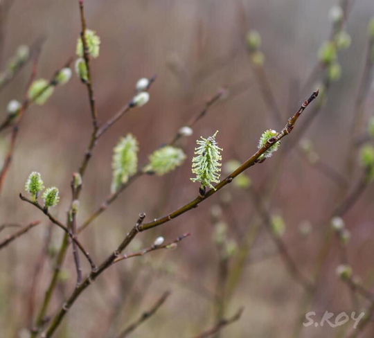 Alder spring buds Bathurst, New Brunswick, CA
