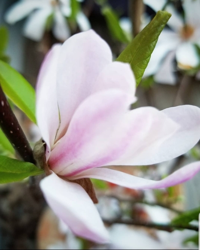 Magnifique Magnolia Gatineau, QC