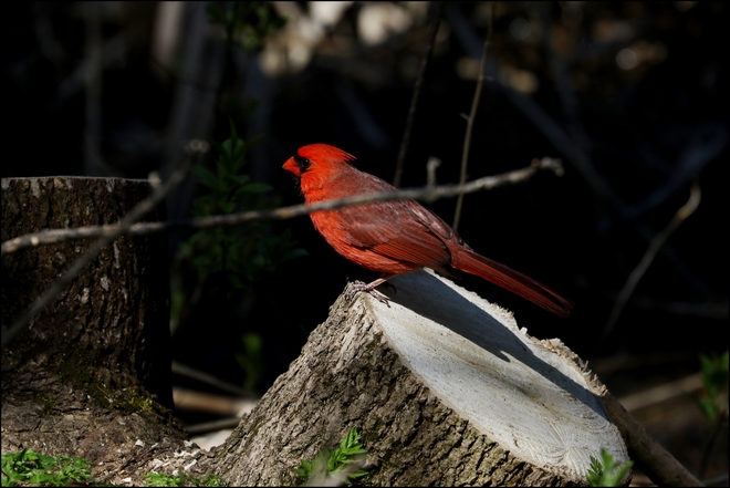 Cardinal mâle Montréal, QC