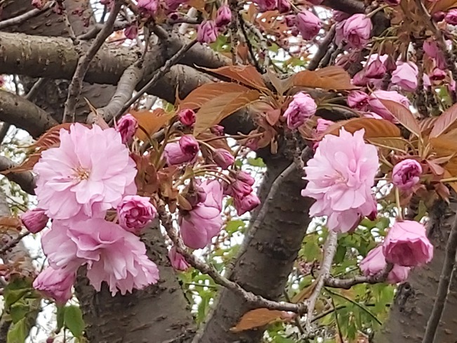 spring flowers 1 Oakville, ON