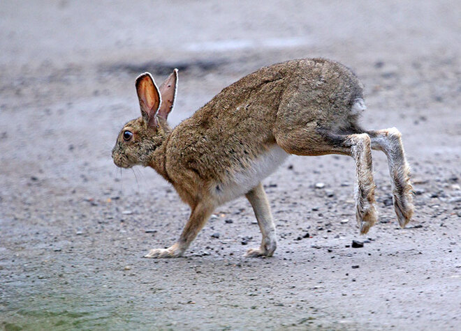 Snowshoe Hare Ottawa, ON