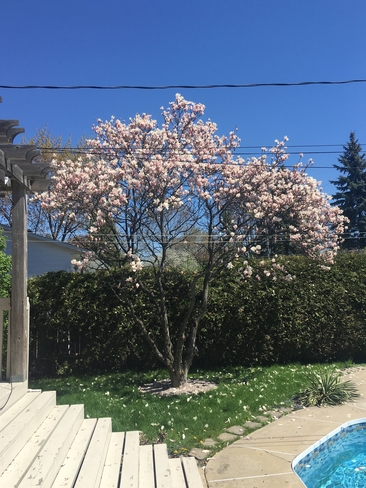 Magnolia Repentigny, Quebec, CA