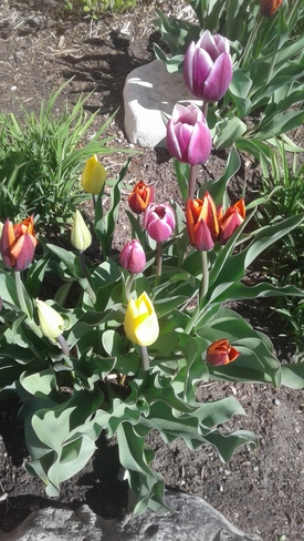 Spotted a whole bunch of very stunning different coloured tulips Orangeville, ON
