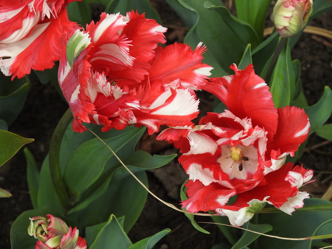 Red n White Feathered Tulips NEW DUNDEE