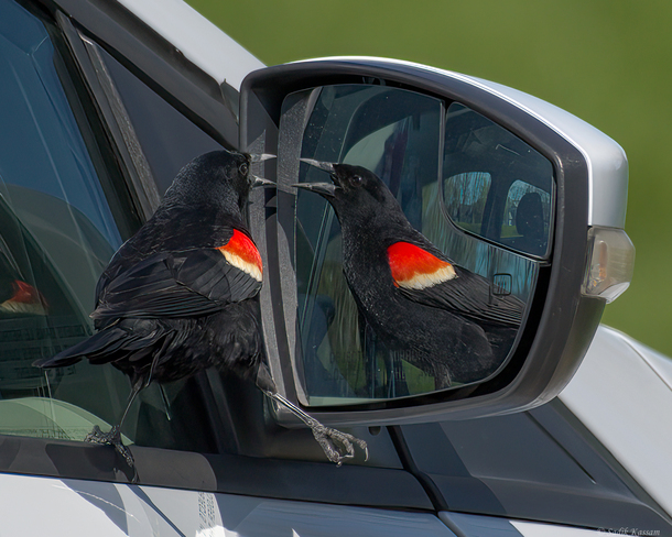 Red-winged Blackbird attacking himself in car side mirror. Ottawa, ON
