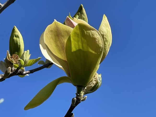 Yellowbird Magnolia Kingston, ON