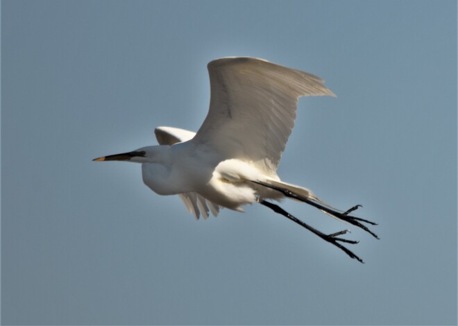 white egret Chatham-Kent, ON