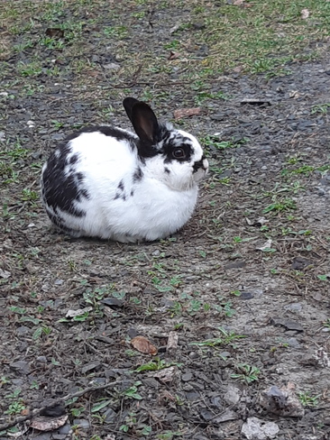 Le lapin du quartier Bromont, QC