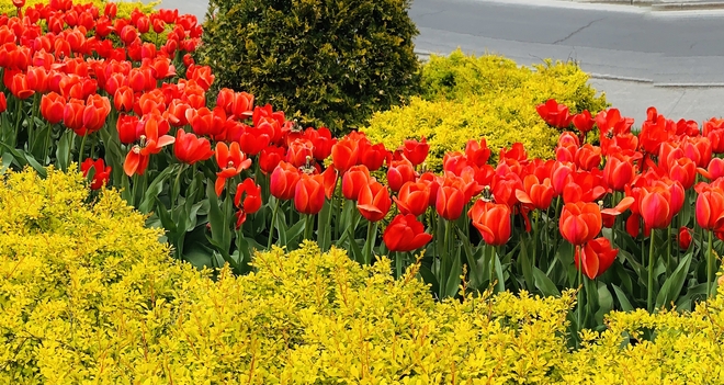 Tulips Montréal, Quebec, CA