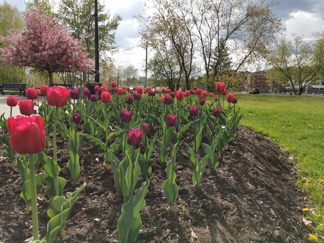 Le temps des fleurs Sherbrooke, QC