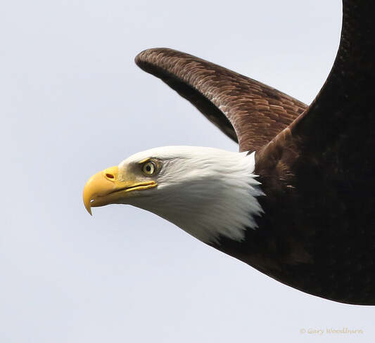 2021-May-16 - Close encounter with a Bald Eagle at Esquimalt Lagoon Esquimalt Lagoon, Colwood, BC