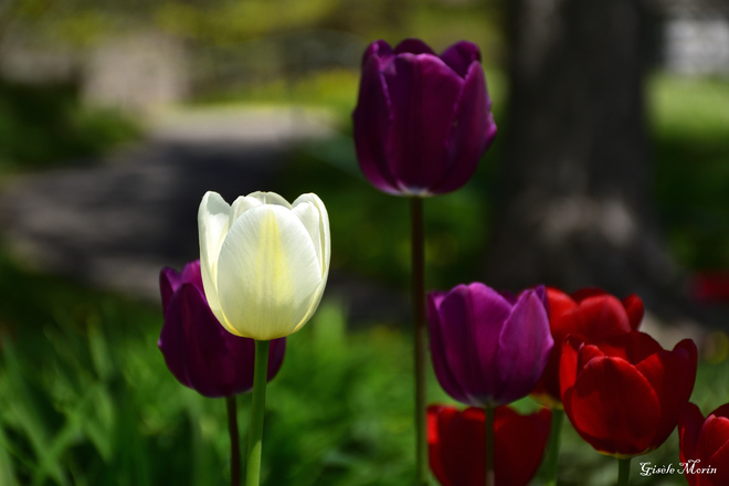 Des tulipes et encore de belles tulipes Québec, QC