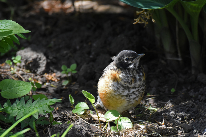 Robin Fledgling - Hide and Seek Guelph, ON